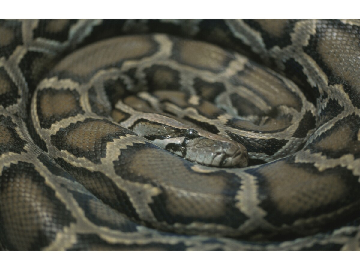 ボア・パイソンの種類を紹介……ペットに向いている種類も！ [爬虫類