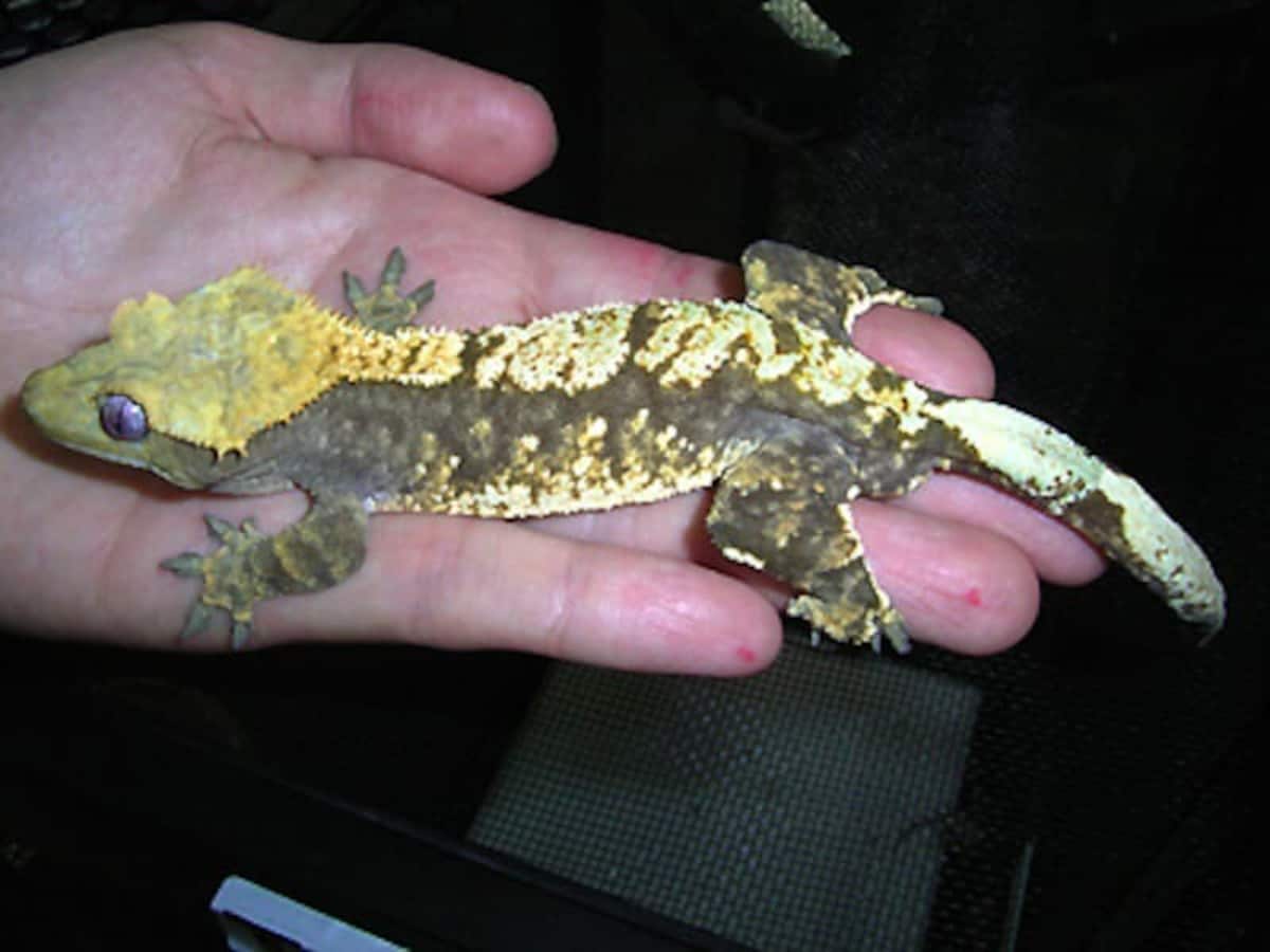 ヒョウモントカゲモドキ（ブリザード） ヤモリ大全 ヤモリ大全3