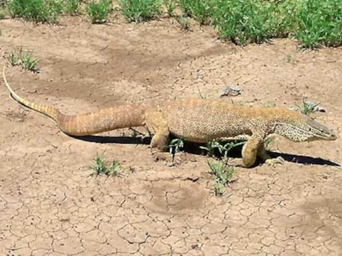 爬虫類ケージ 105×45×45㎝ リクガメ モニター イグアナ まだまだ