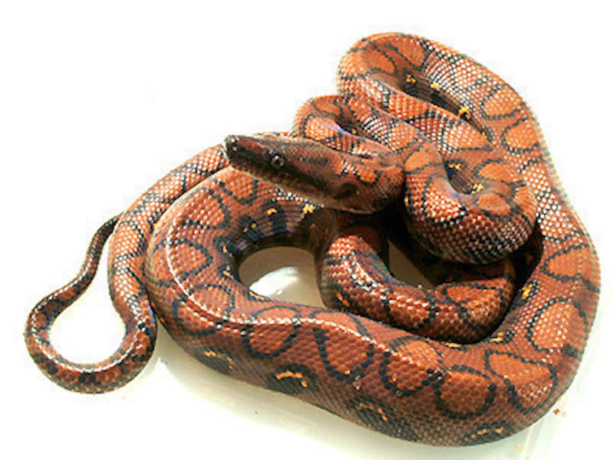 ブラジルレインボーボア ニジボア 爬虫類の基本知識と飼育方法 爬虫類 両生類 All About