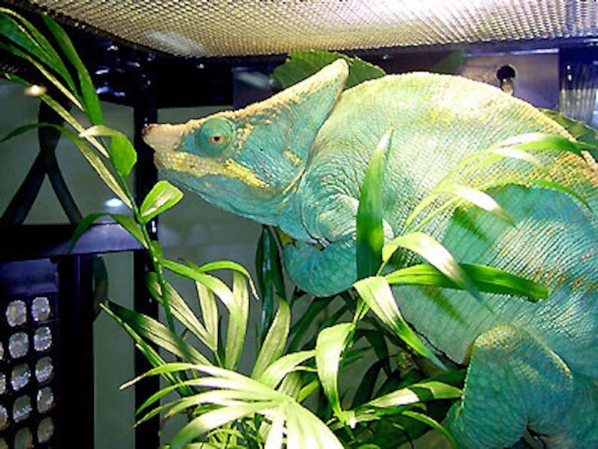 ペットのカメレオンの獣医師を見つける方法