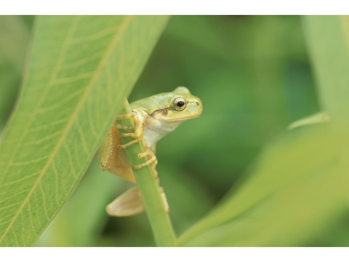 アマガエル様確認用