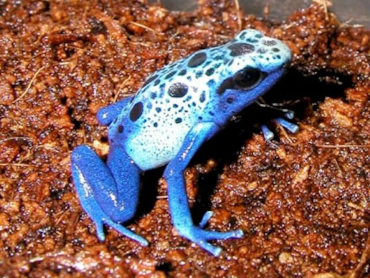 コバルトヤドクガエルの基本情報と飼育方法……鮮やかで深い青色
