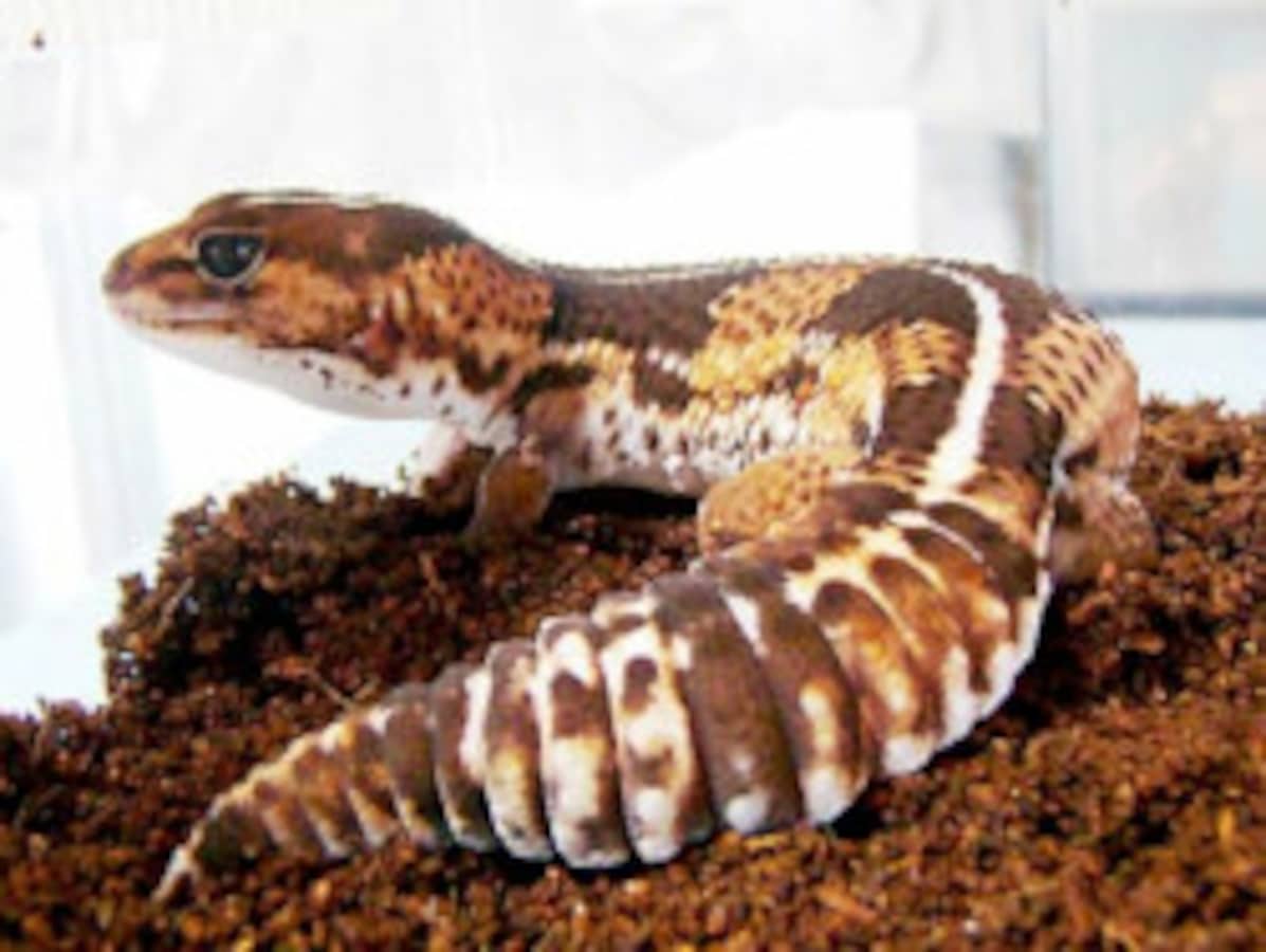 ニシアフリカトカゲモドキの基本情報と飼育方法……地表性ヤモリ