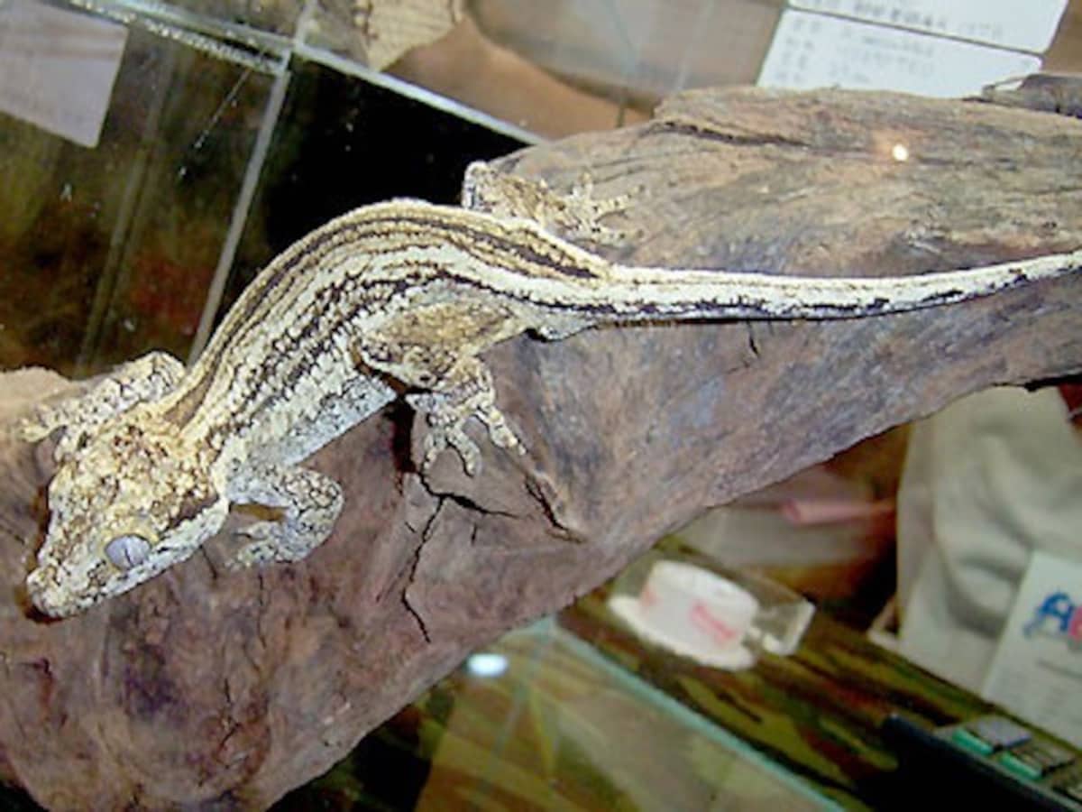ガーゴイルゲッコーはどんな生き物 基本情報と飼育方法 爬虫類 両生類 All About