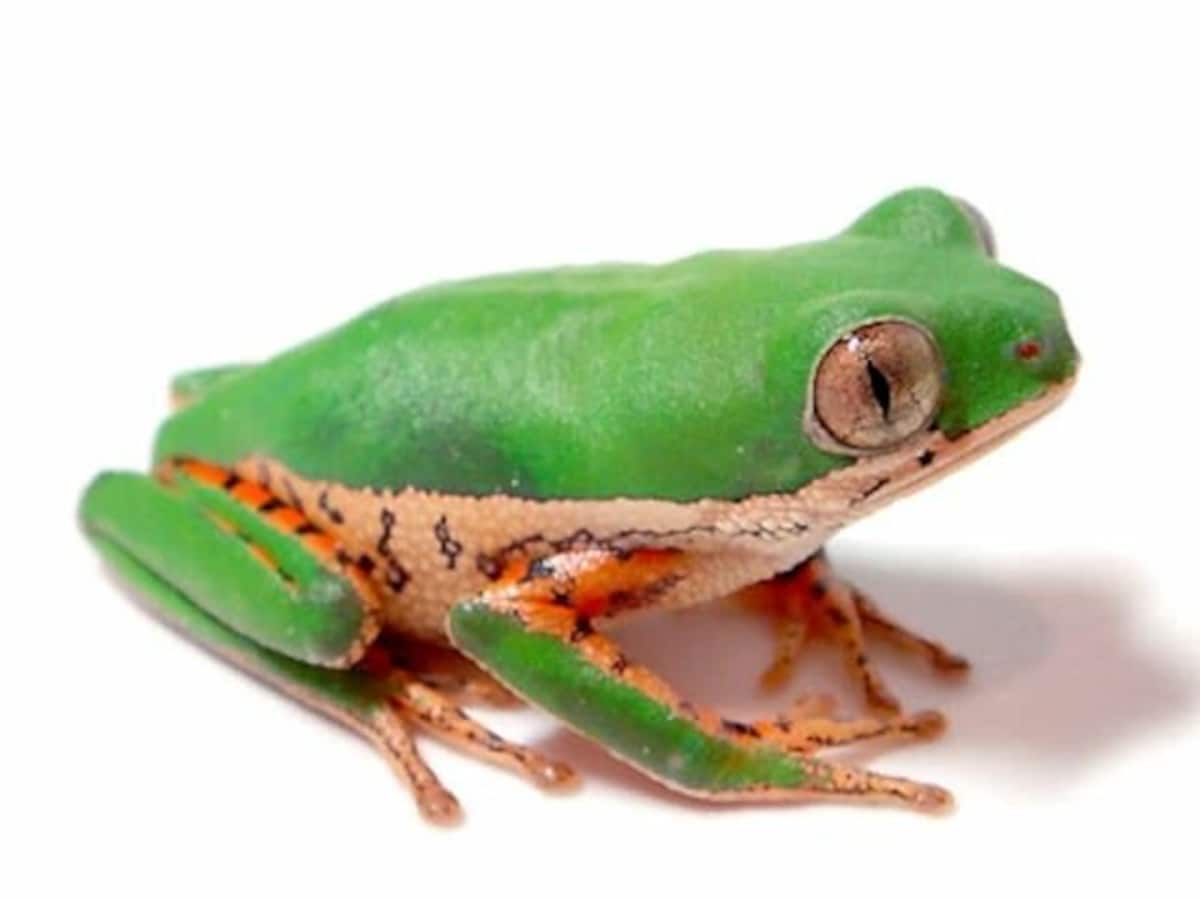 テヅカミネコメガエルの基本情報と飼育方法……南米に広く分布する小型の