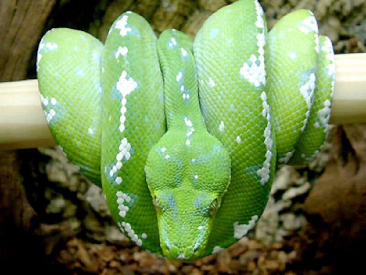 グリーンパイソン"アルー"！爬虫類・ヘビの基本的な知識と飼育方法 [爬虫類・両生類] All About