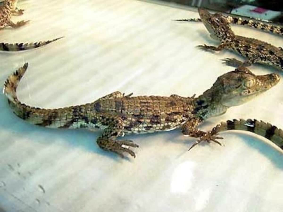 メガネカイマンの基本情報 安易な飼育は避けるべき 爬虫類 両生類 All About