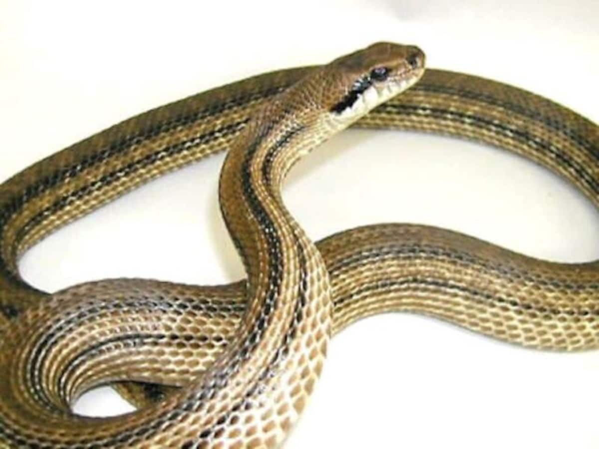 しまへび タイリクシマヘビは大きくなるナミヘビ！ 基本情報と飼育方法を解説