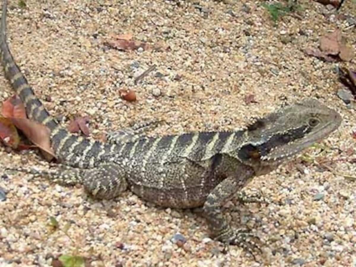 ヒガシウォータードラゴンの基本情報と飼育方法……飼育容器や餌は