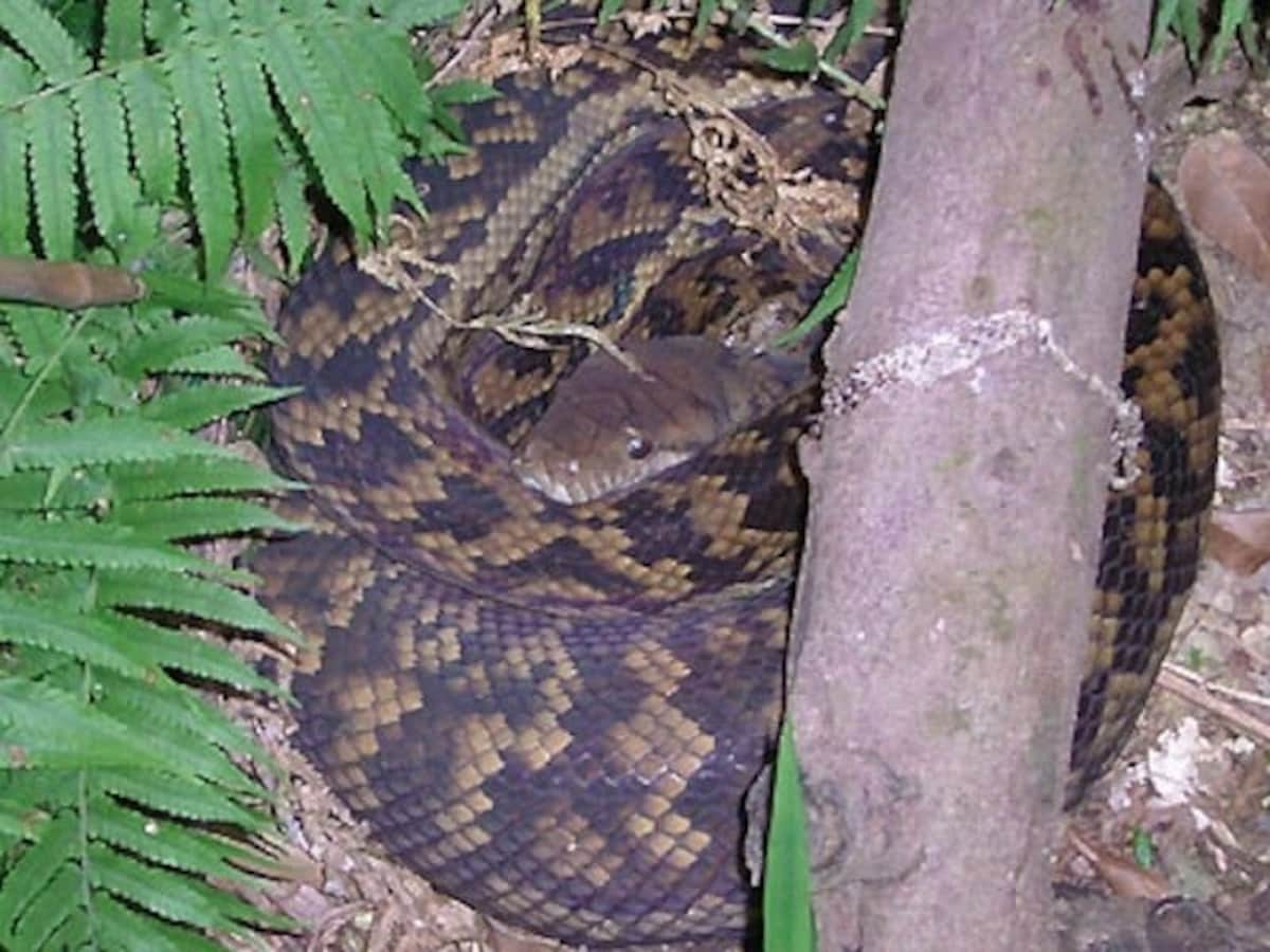 アメジストニシキヘビの基本情報と飼育方法……世界最大級の大蛇！ [爬虫類・両生類] All About