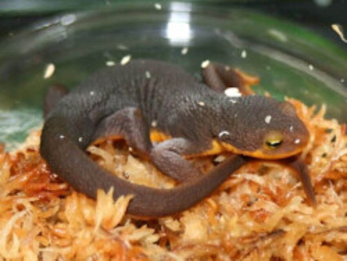 イモリくん 爬虫類マニア世界のイモリ必見