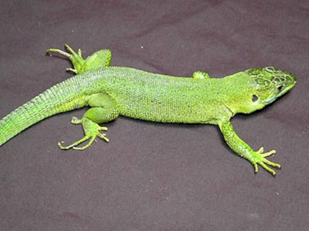 カナヘビ トカゲ 爬虫類 飼育セット