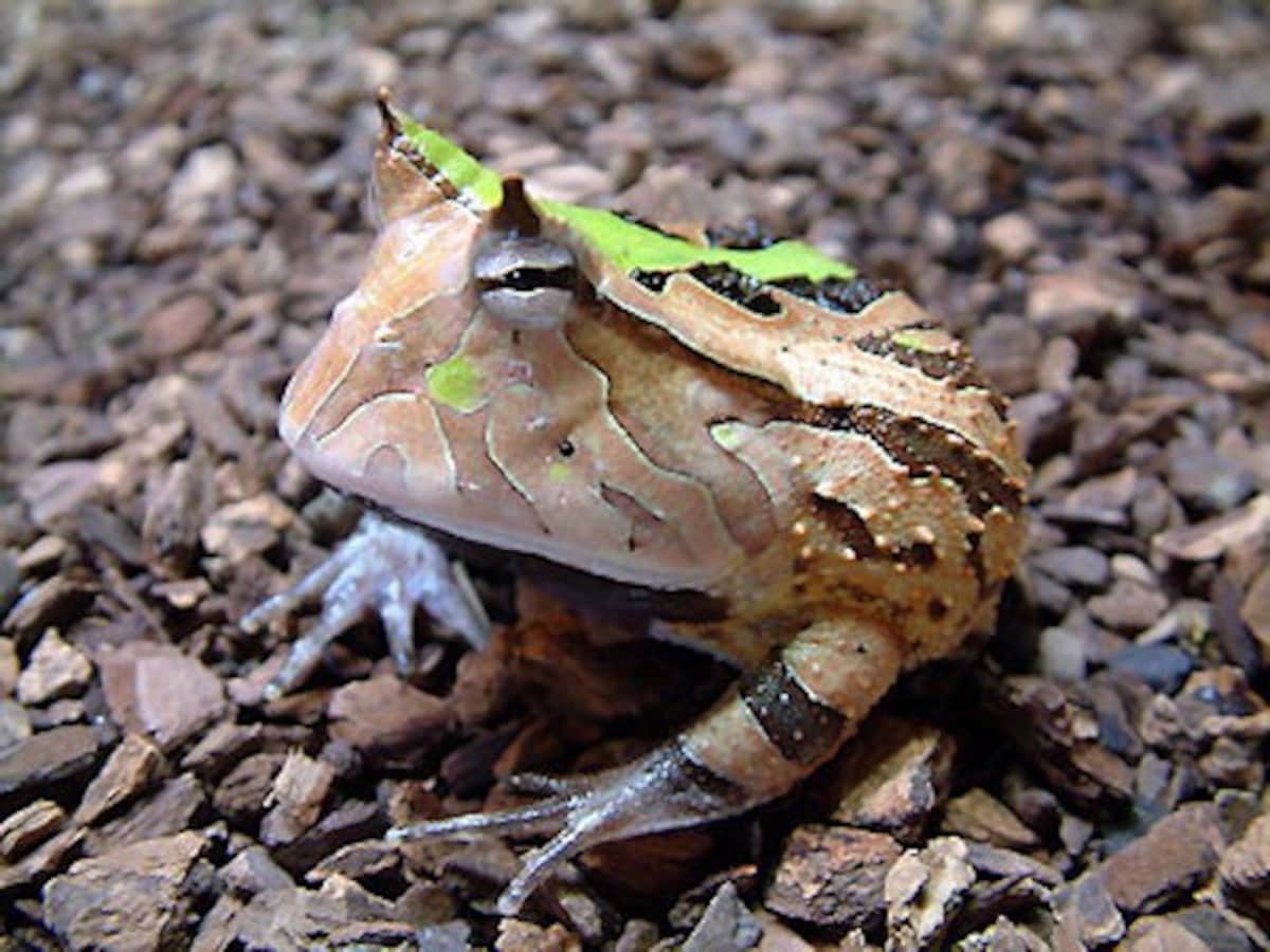 アマゾンツノガエルの飼育方法は 床材や餌などを解説 爬虫類 両生類 All About