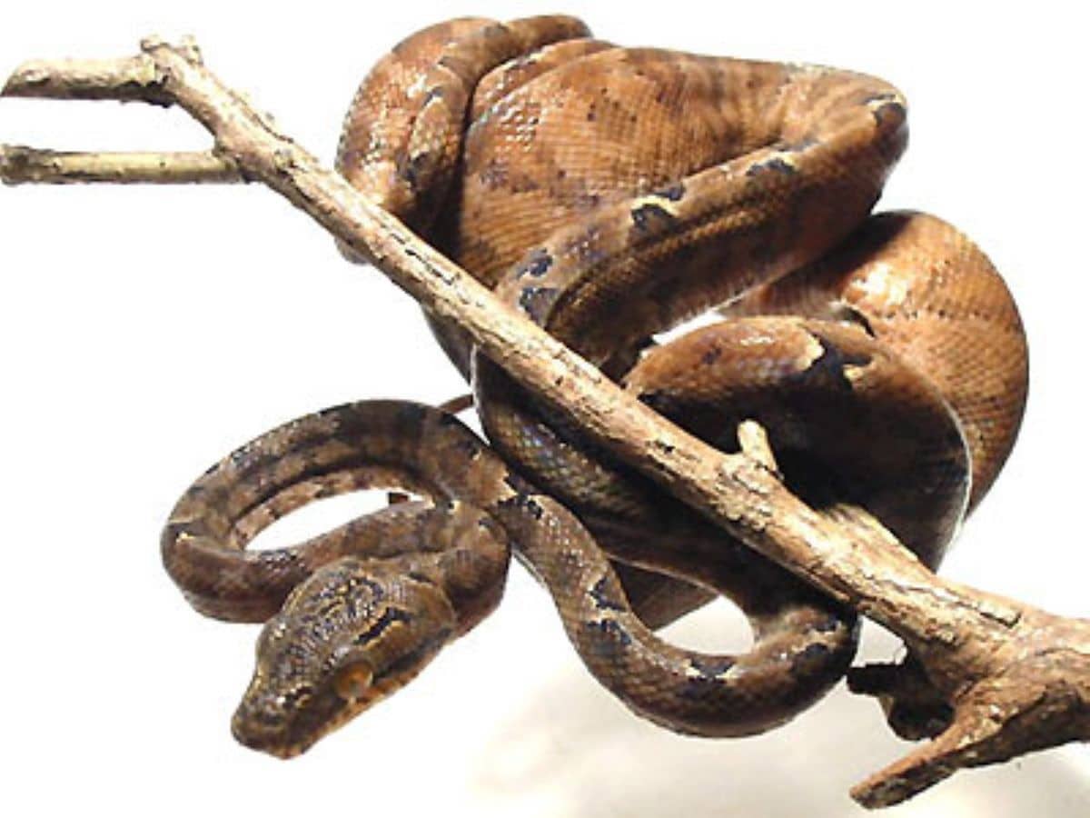 アマゾンツリーボア 爬虫類 ヘビの基本的な知識と飼育情報 爬虫類 両生類 All About