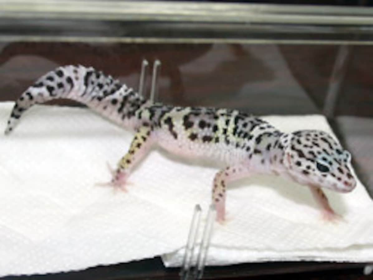 ヒョウモントカゲモドキ