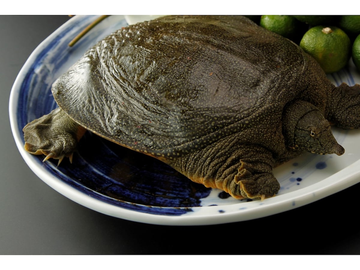 スッポンの飼育方法や飼育環境のすすめ！エサや注意点など [爬虫類