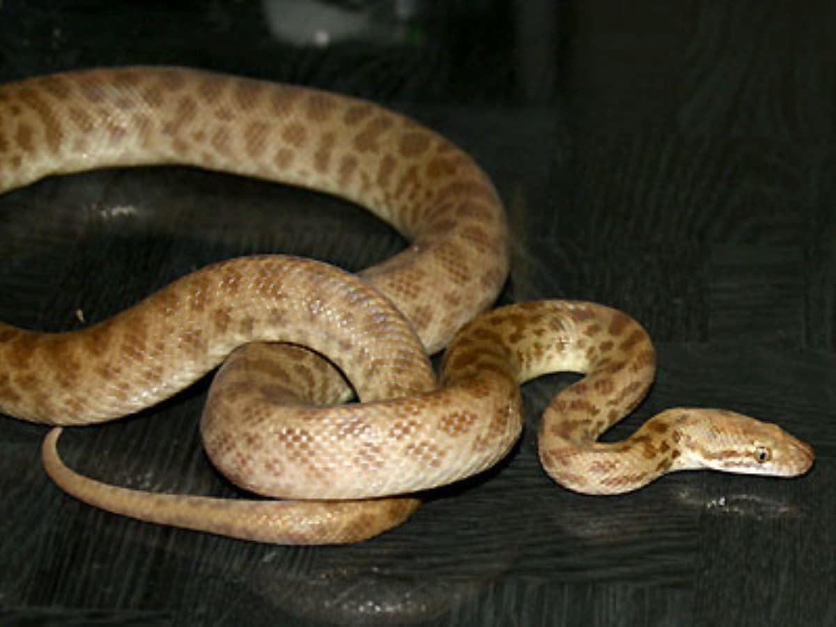 チルドレンパイソン 爬虫類 ヘビの基本的な知識と飼育方法 爬虫類 両生類 All About