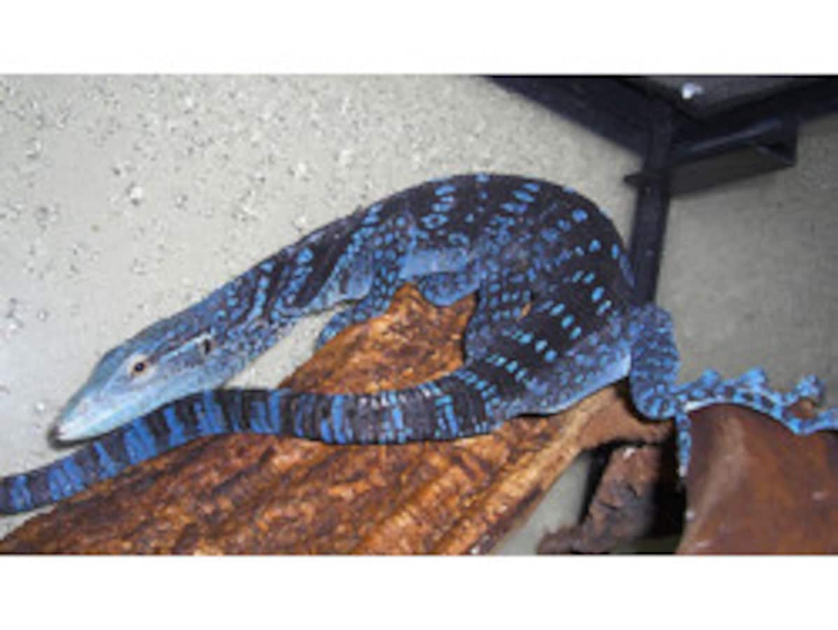 ☆ The Behavioral Ecology of the Komodo Monitor コモドモニター ☆ コモドモニター (オオトカゲ)の究明  ウォルター・アウフェンベルク - 生物学 - 生物学