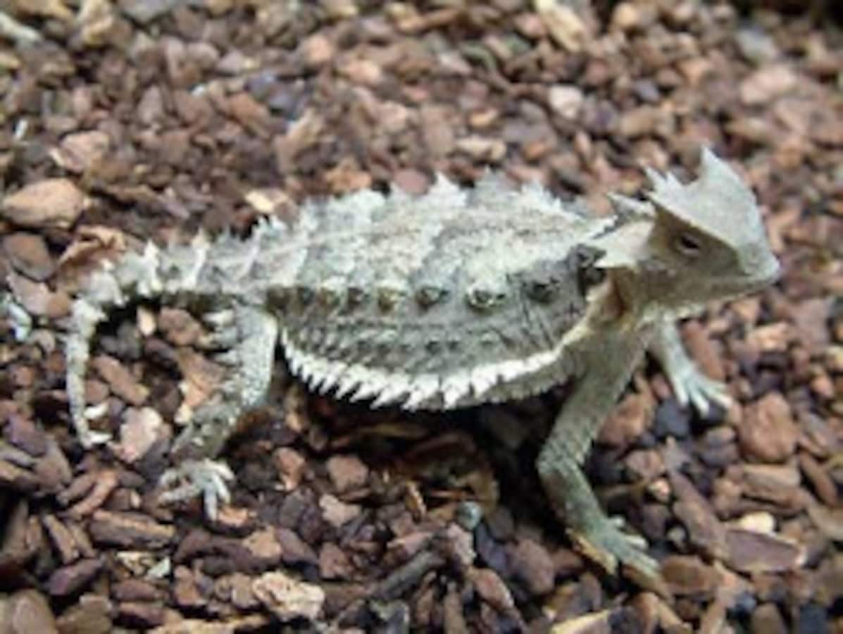 コリーマオオツノトカゲの基本情報！飼育方法や豆知識など [爬虫類