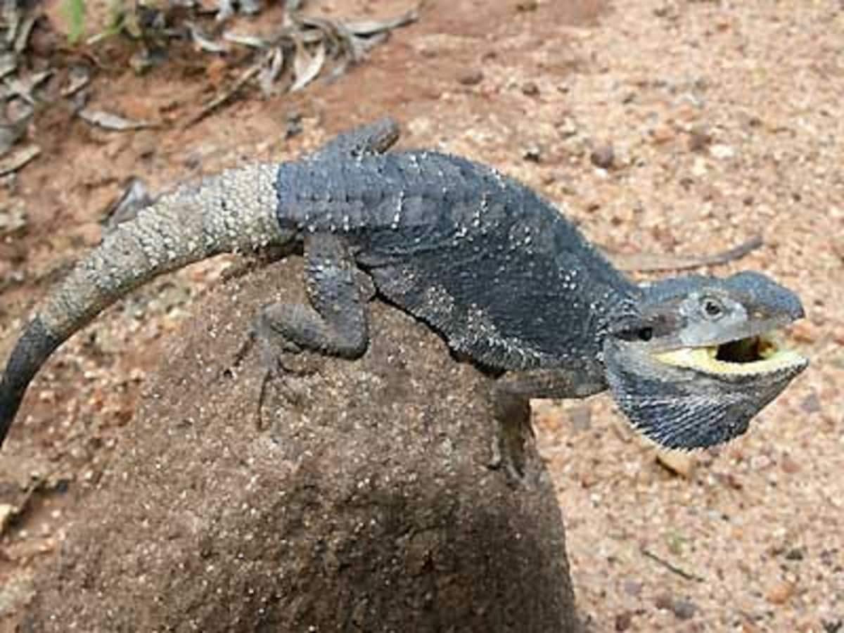 ヒガシアゴヒゲトカゲ の飼育方法と基本情報 爬虫類 両生類 All About ヒガシアゴヒゲトカゲ の飼育方法と基本情報 爬虫類 両生類 All About
