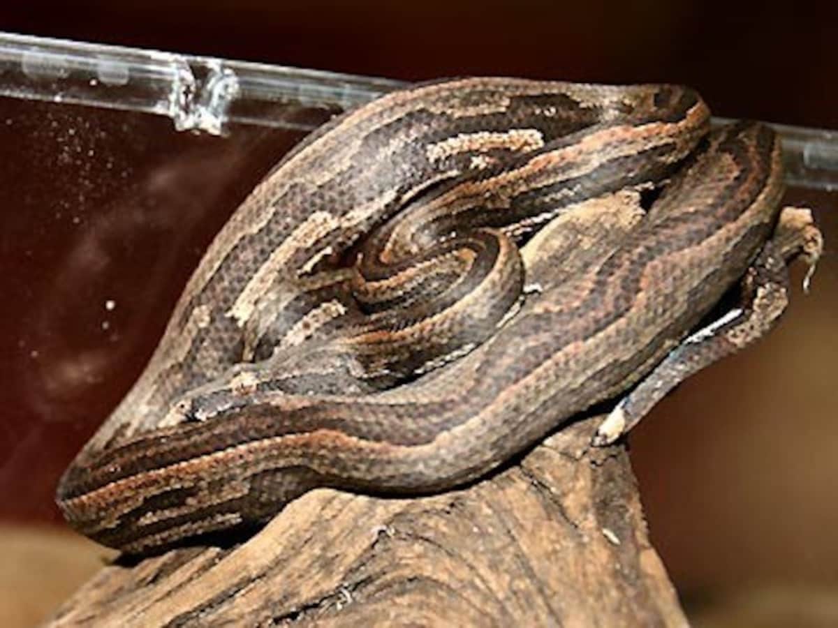 ドワーフパシフィックボアの基本情報と飼い方 床材や餌は 爬虫類 両生類 All About