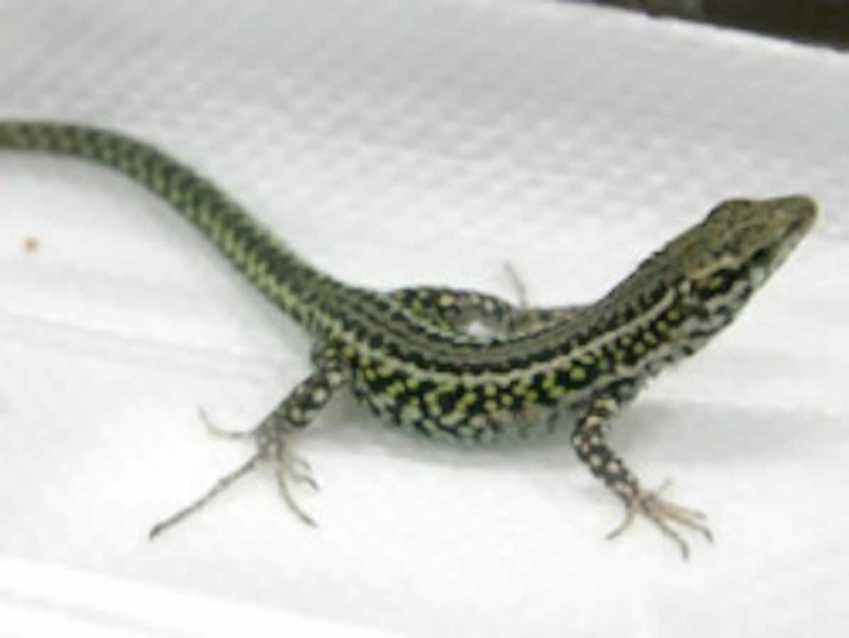 アジアのカナヘビ　爬虫類の本 アジアのカナヘビ 爬虫類の本 楽天市場】カナヘビ 本の通販