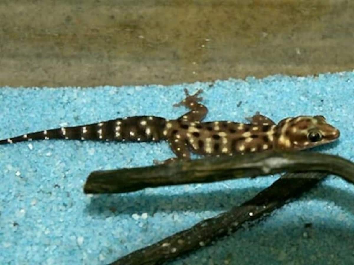 タイ お守り 9尾のトカゲ ヤモリ ギャンブル ビジネス運 現地購入 タイ お守り 9尾のトカゲ ヤモリ ギャンブル ビジネス運 現地