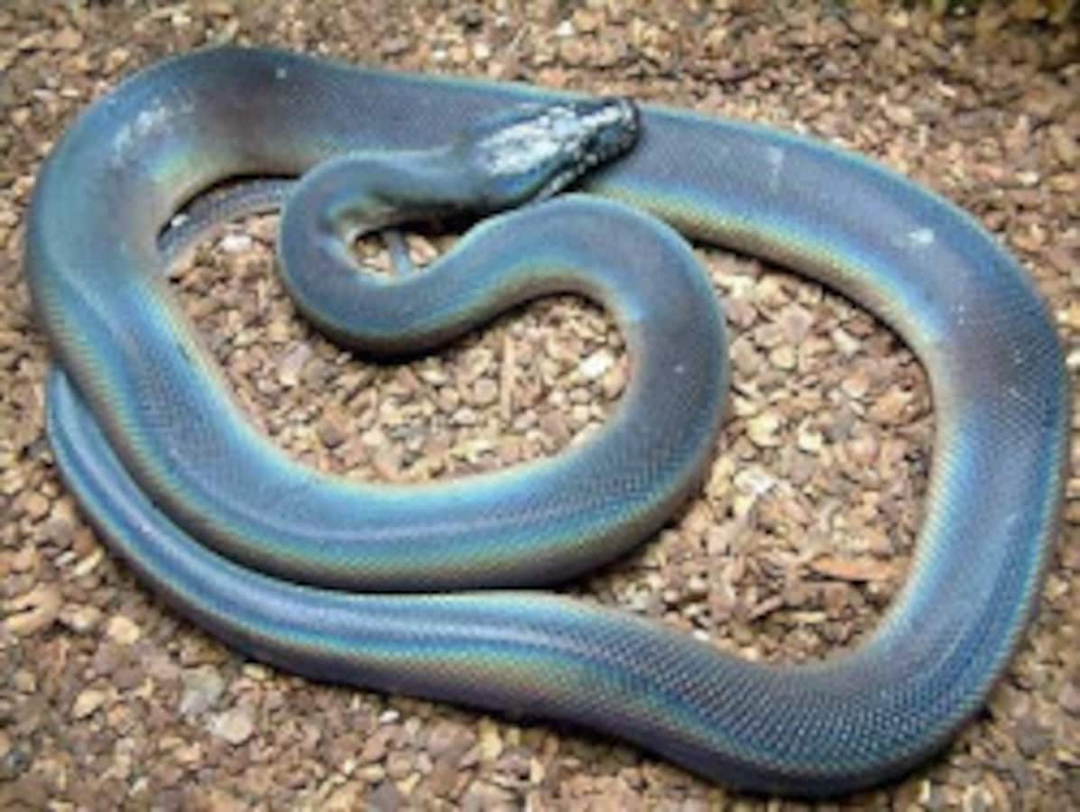 動物の惑星】「シークレット」シロクチニシキヘビ フィギュア