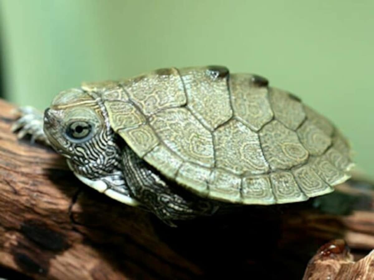 ニセチズガメの基本情報と飼育方法……ヌマガメの仲間！ [爬虫類・両生類] All About