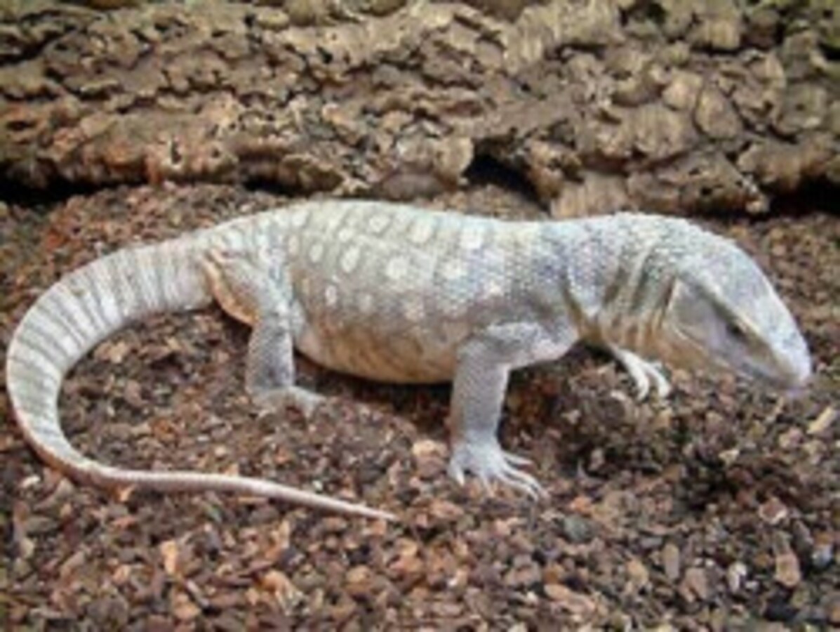 サバンナモニターの基本情報と飼育方法……ポピュラーなオオトカゲ！ [爬虫類・両生類] All About