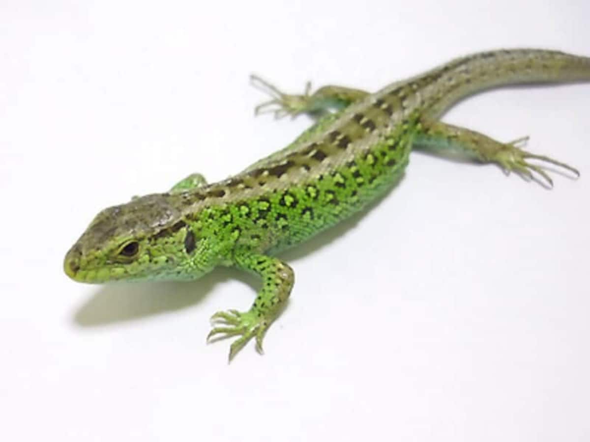 在庫一掃セール topimg_original.jpeg 生物学