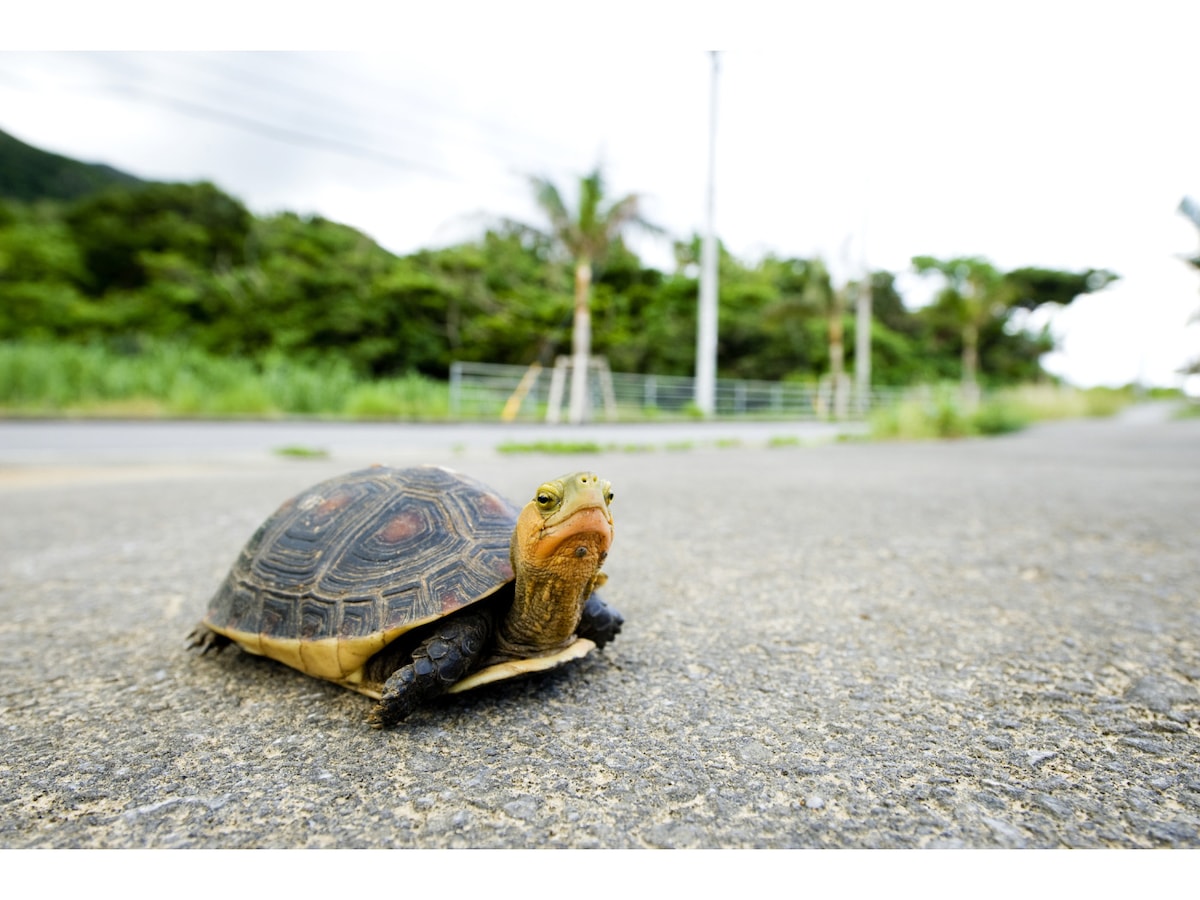 大きくならない小さい亀の種類別解説! それぞれの飼育方法とは 大きくならない小さい亀の種類別解説! それぞれの飼育方法とは