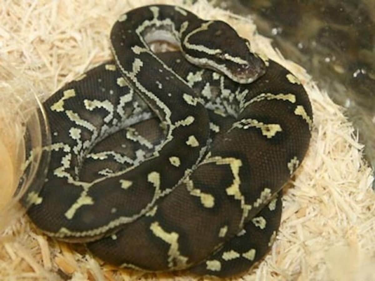 アンゴラパイソンの基本情報と飼育方法……ボールパイソンに似てる 