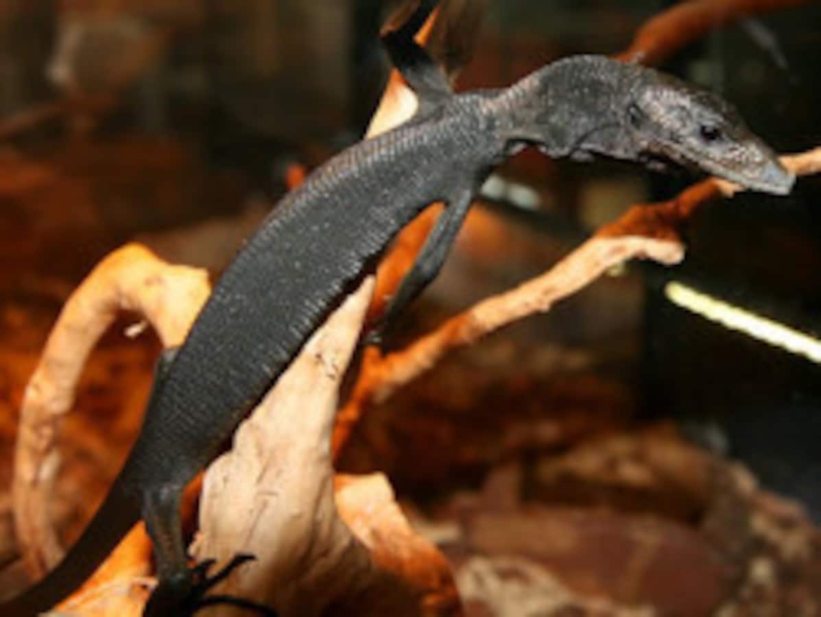 値下げしました☆バリ島の木のトカゲ 値下げしました☆バリ島の木のトカゲ 【公式通販】