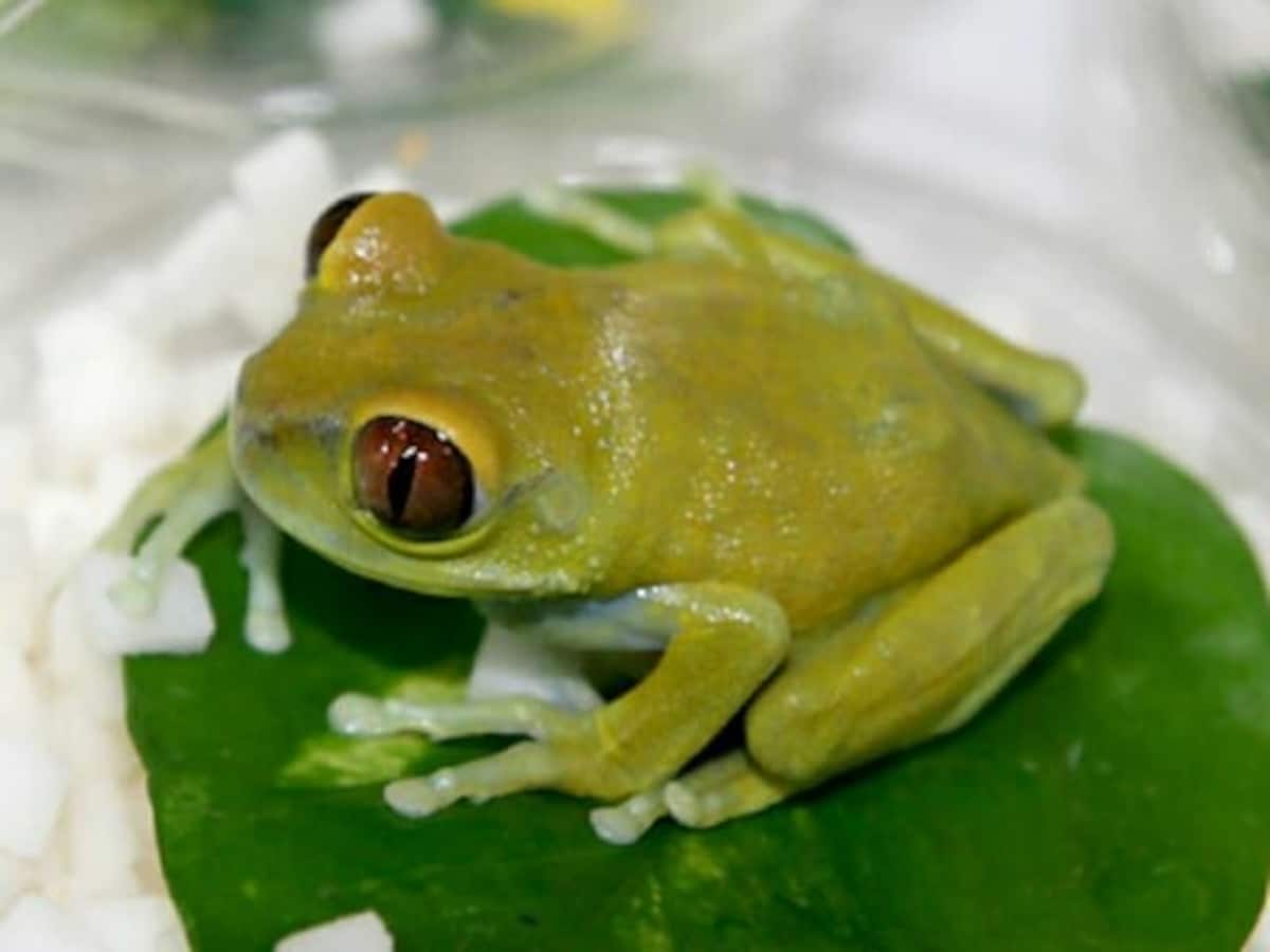 ウルグルオオクサガエルは大きな目が特徴的！ 基本情報と飼育方法 [爬虫類・ （