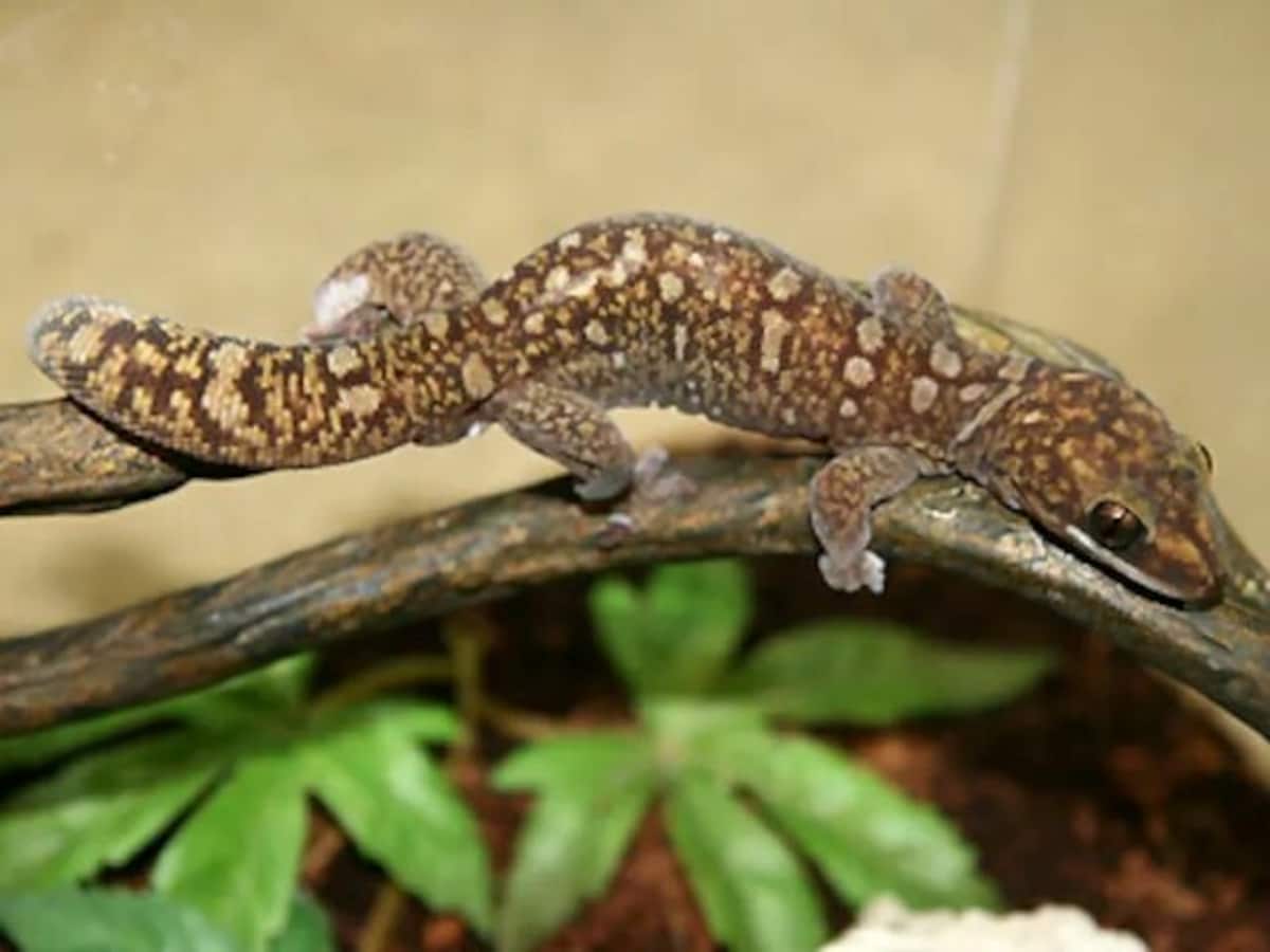 モニリスビロードヤモリの基本情報と飼育方法…飼育しやすく魅力