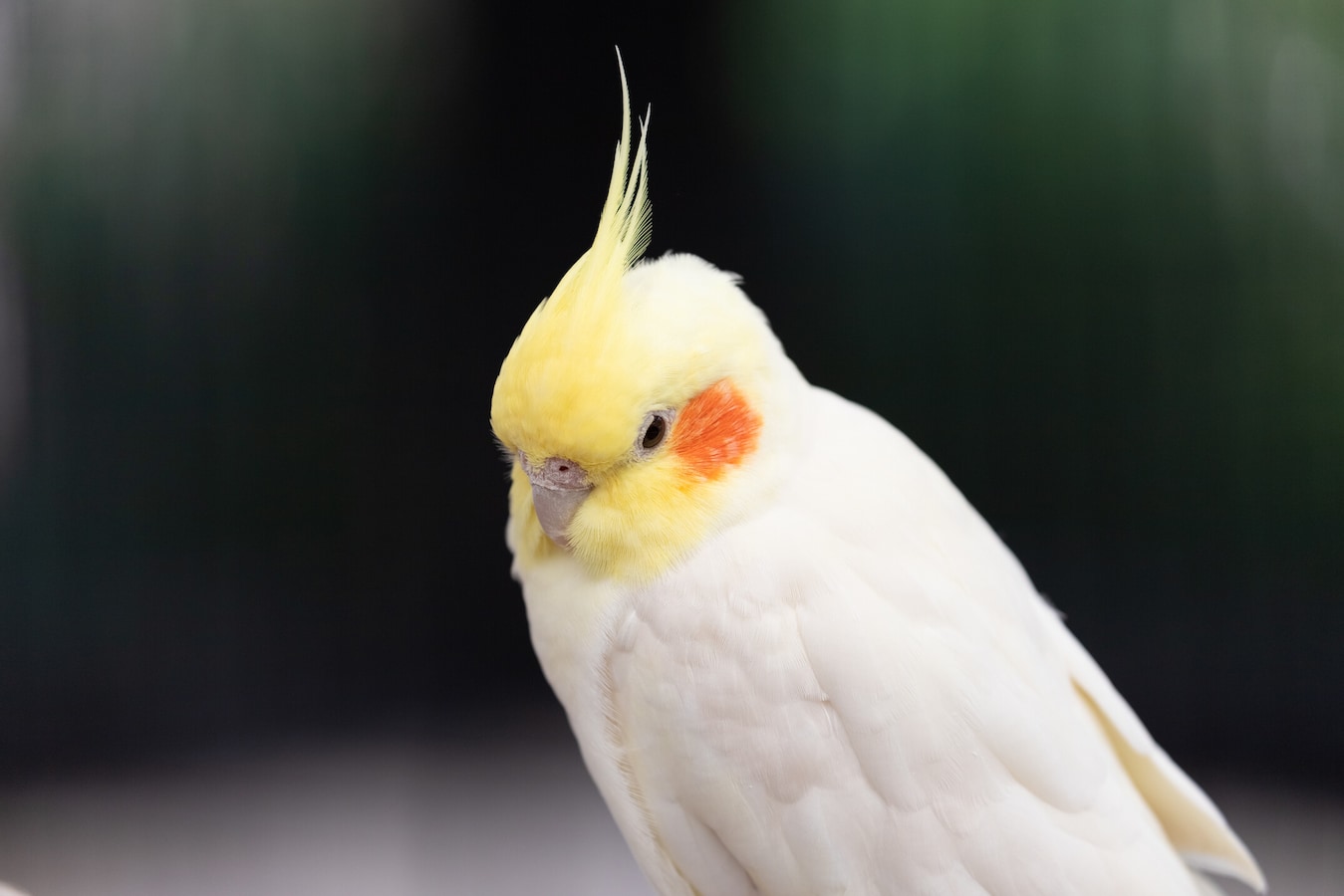 初心者向けオカメインコの飼い方 雛鳥の選び方から食事まで長く一緒に 