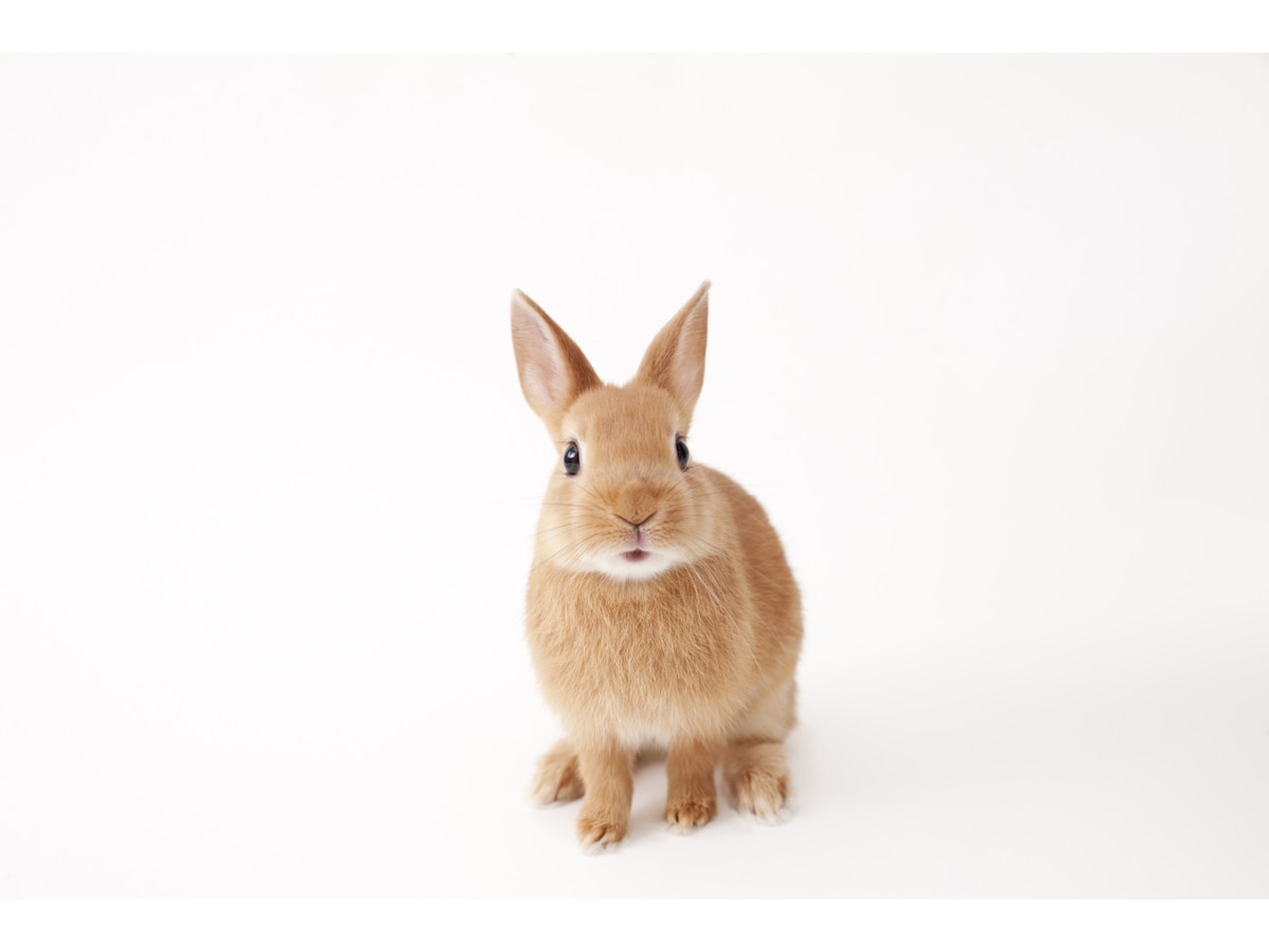 うさぎは寂しいと死んじゃう？ペットでうさぎを飼う時の疑問