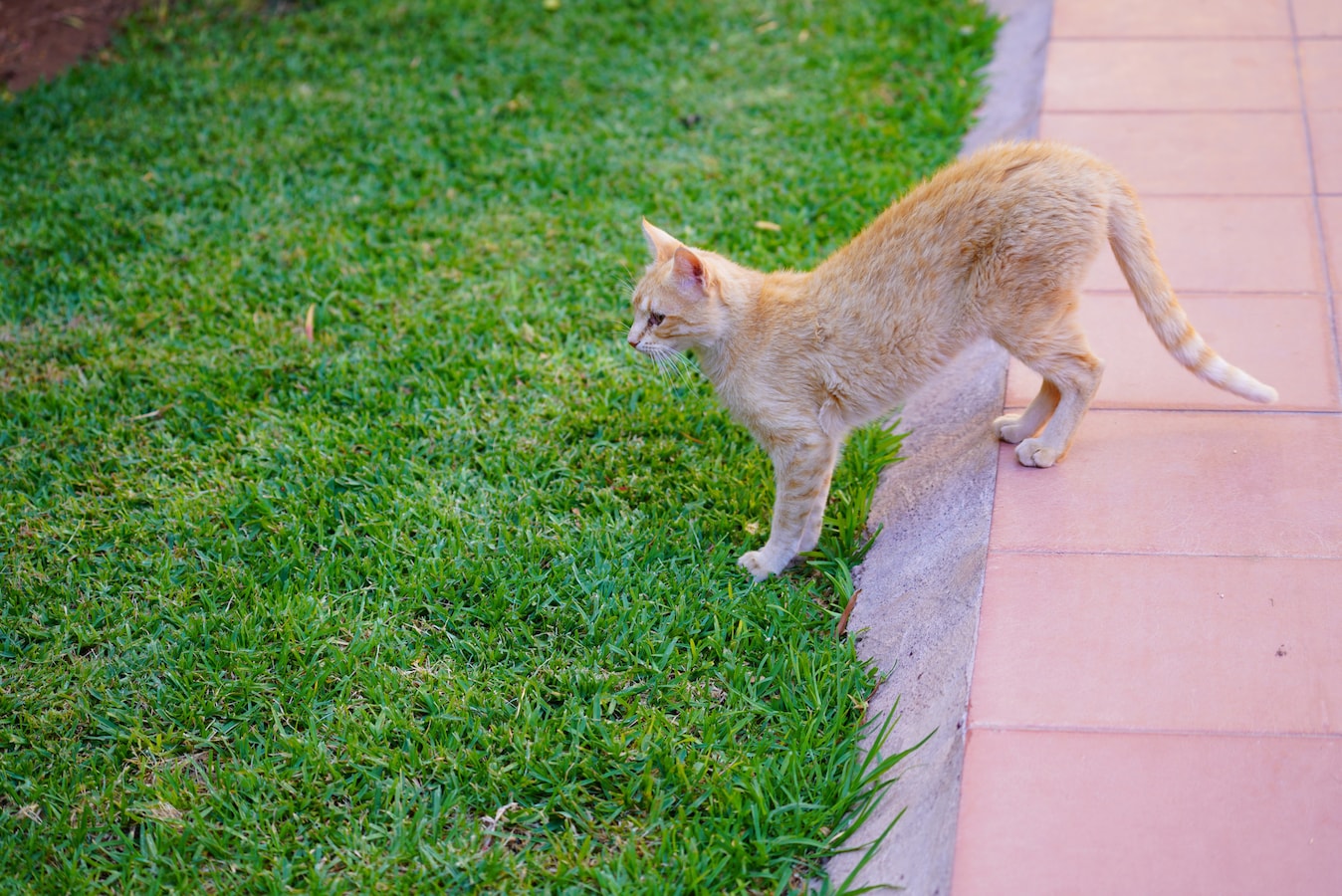 猫が花壇を掘る前に 家庭でできるお庭のネコ対策 ガーデニング 園芸 All About