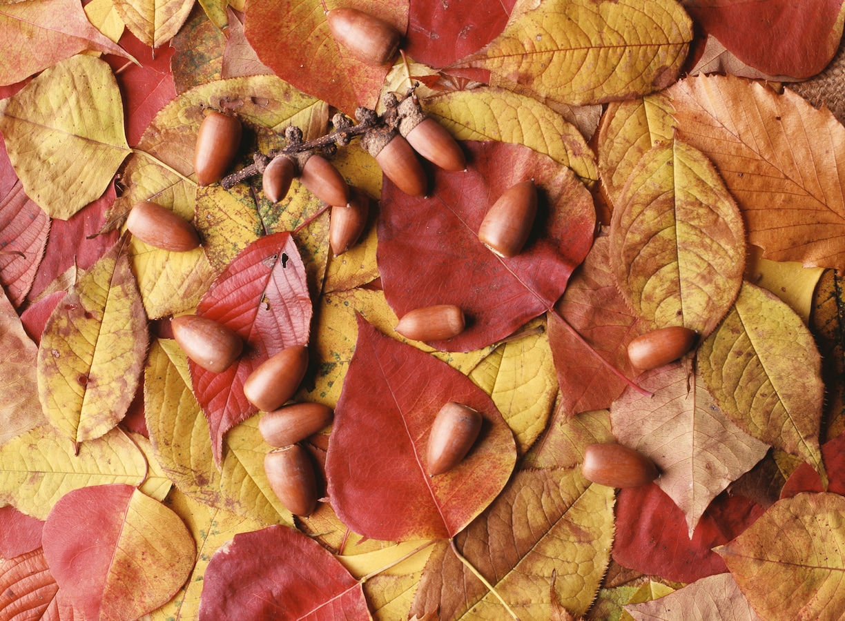 園芸の基礎 冬支度でおしゃれなガーデニングを ガーデニング 園芸 All About