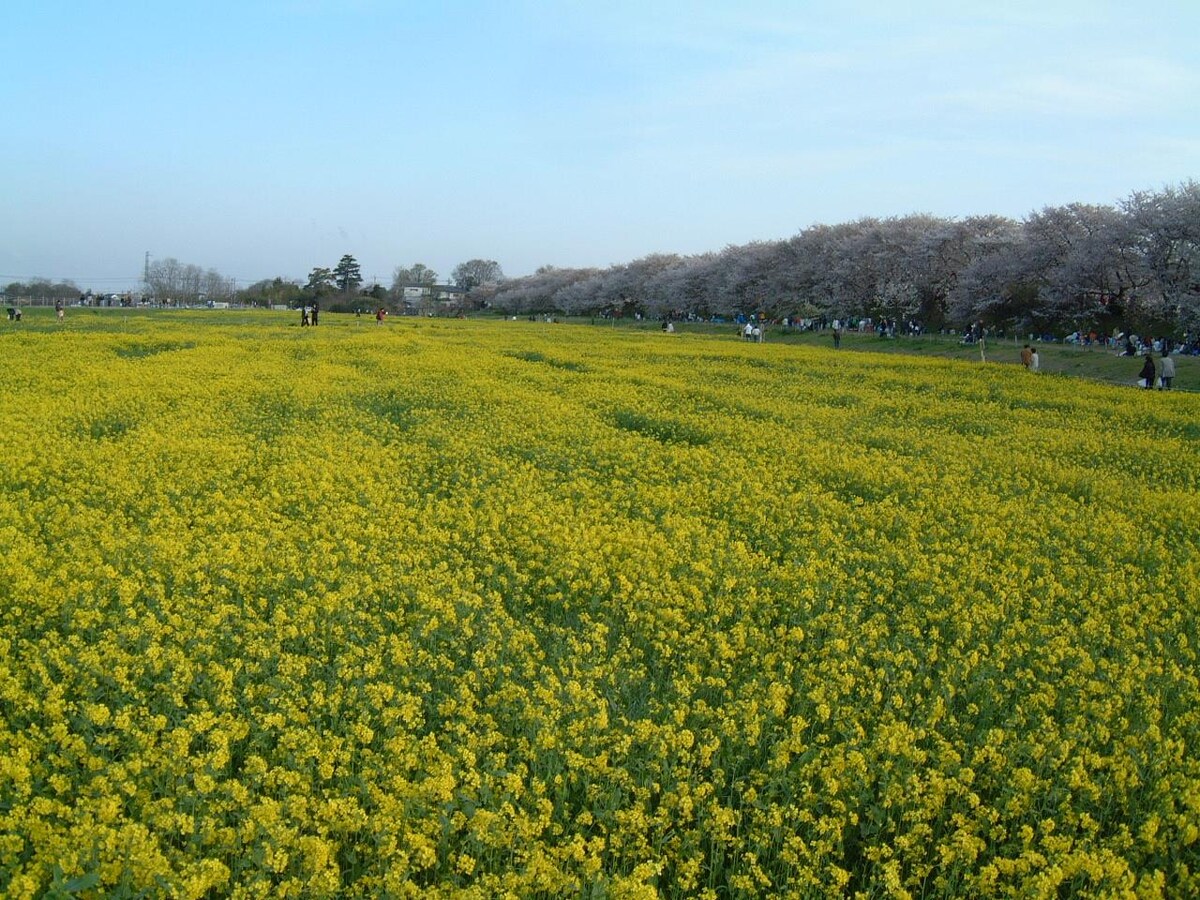 花と風景を満喫しよう！全国おすすめの春の名所 [名所・旧跡] All About