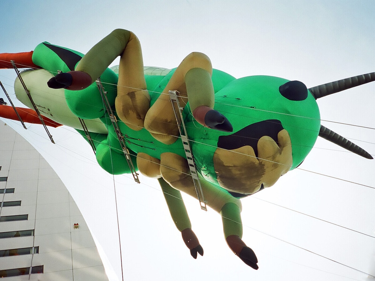 ペルー産　巨大バッタ　展示会用　168mm (開長) すぐったレディース福袋 ペルー産 巨大バッタ 展示会用 168mm (開長