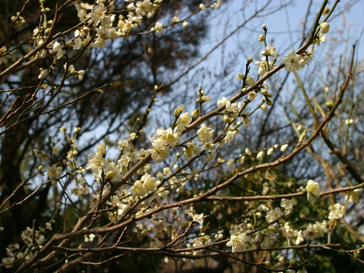 臥龍梅（横浜三渓園) 臥龍梅（横浜三渓園)