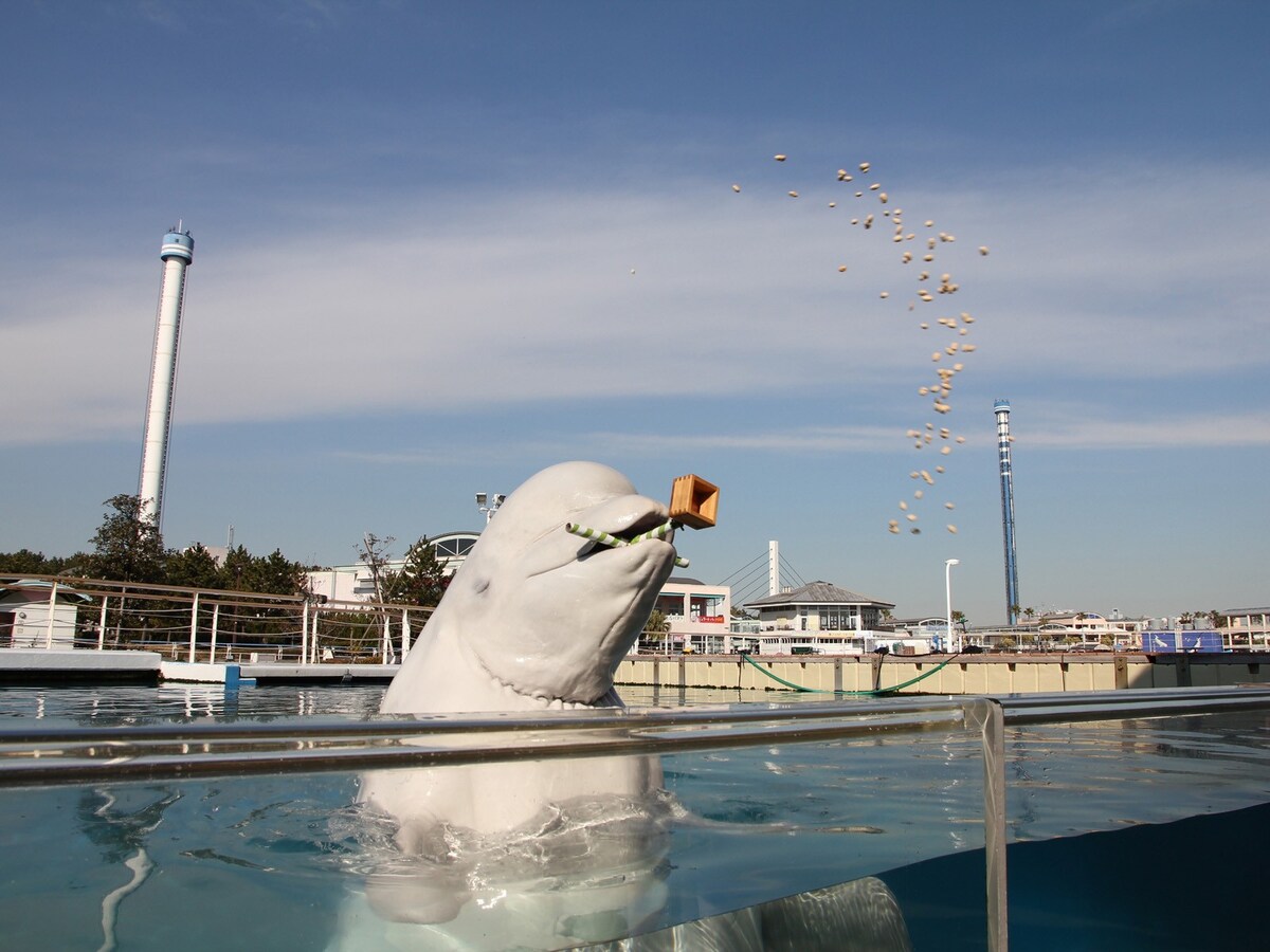 横浜 八景島シーパラダイスでシロイルカの愛らしい 豆まき が人気 All About News