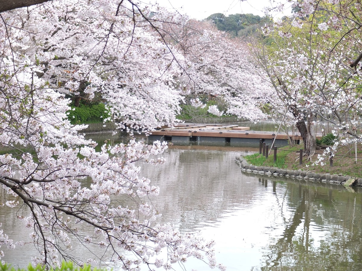 鎌倉 鶴岡八幡宮の桜が見頃に ぼたんも大輪の花を咲かす All About News