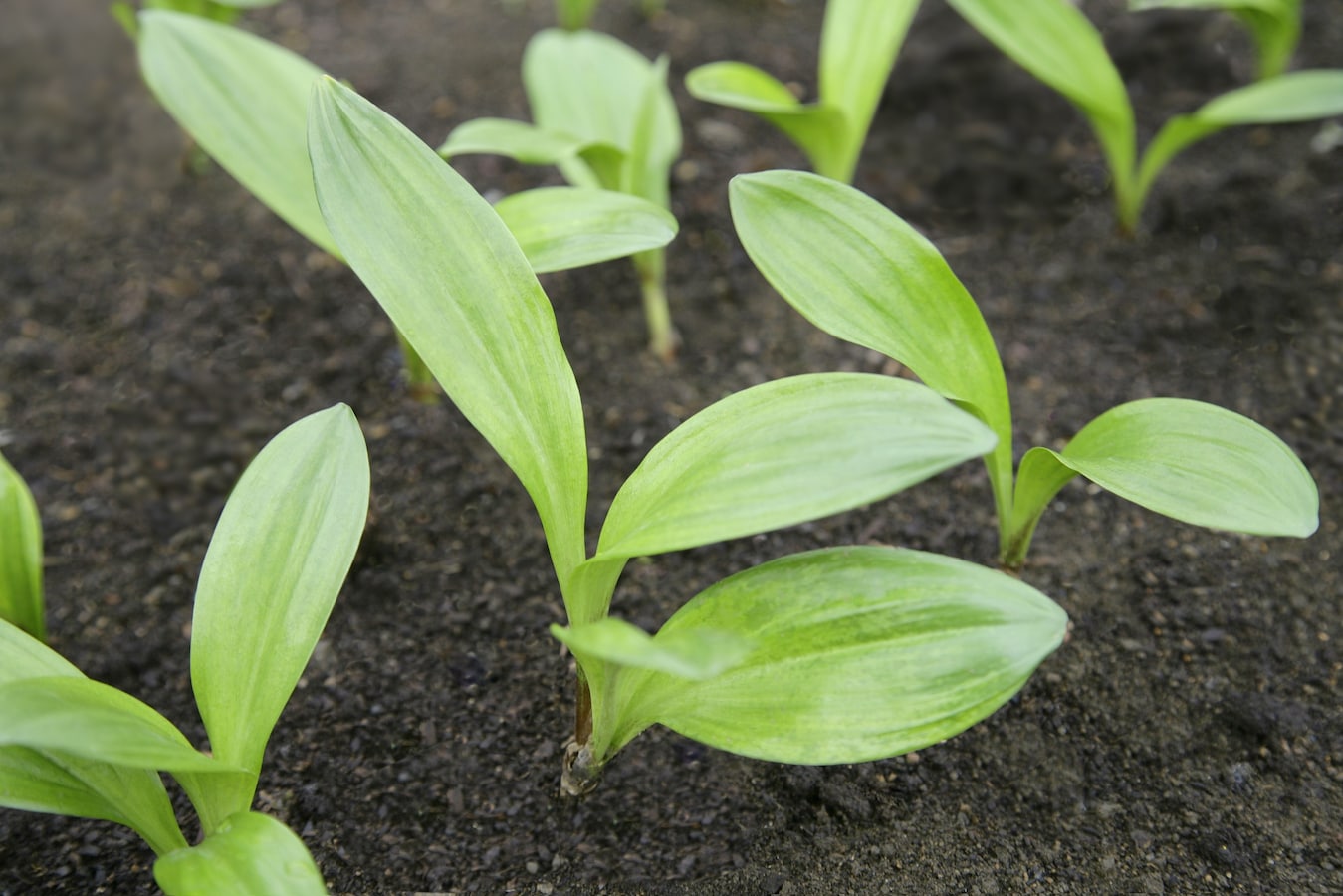 北海道の女性がイヌサフランを食べて死亡 身近な有毒植物に要注意 All About News