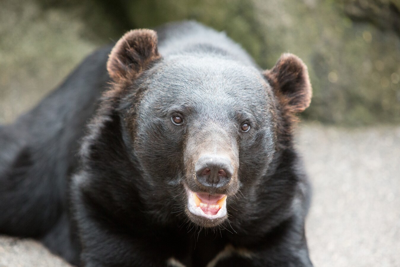 2度クマと遭遇 男性が4日ぶりに救助 クマから身を守るには All About News