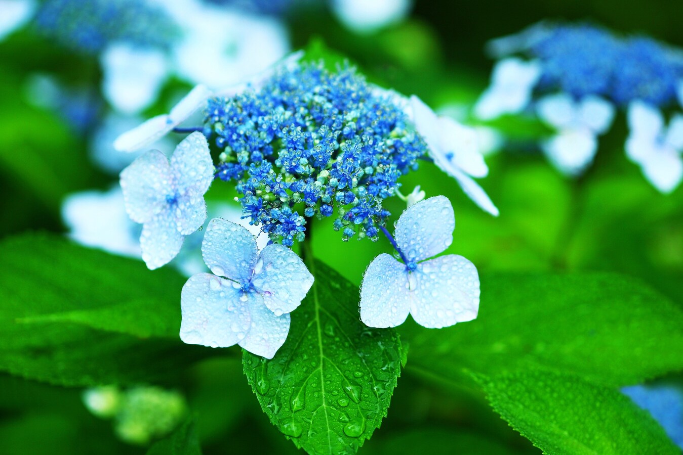 6月21日は 夏至 の日 風習と過ごし方は All About News 6月21日は 夏至 の日 風習と過ごし方は All About News