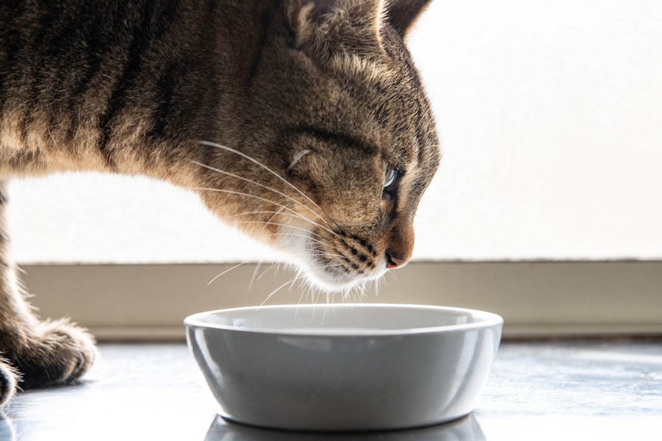 スーパーの肉を食べた愛猫が 食肉の品質を自分で選ぶドイツの事例 All About News